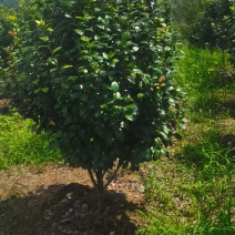 基地大量供应茶花，精品茶花，大小规格齐全