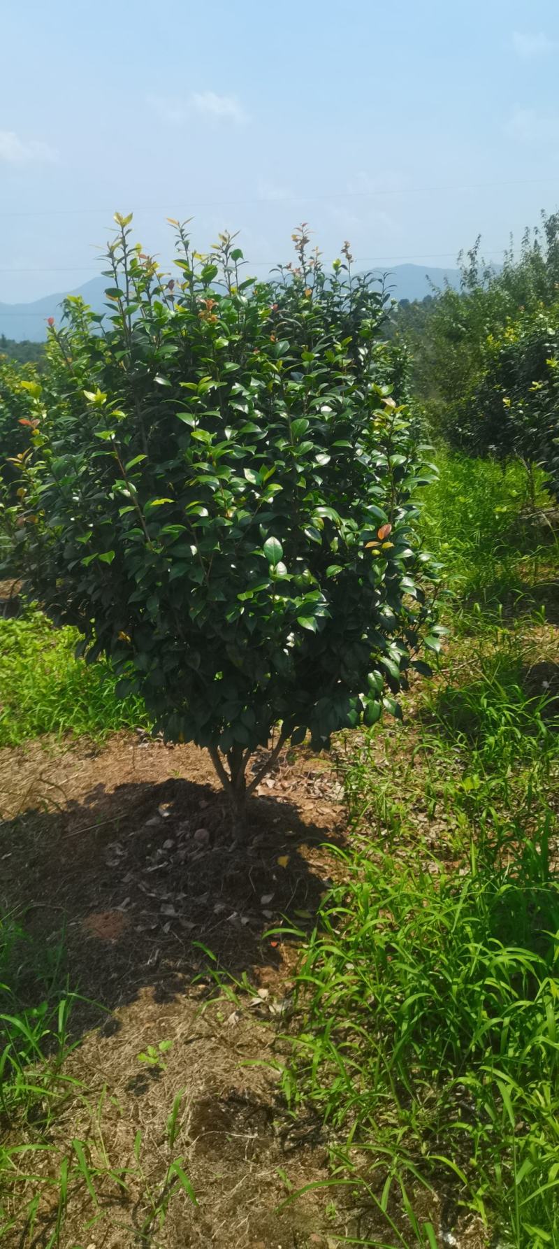 基地大量供应茶花，精品茶花，大小规格齐全