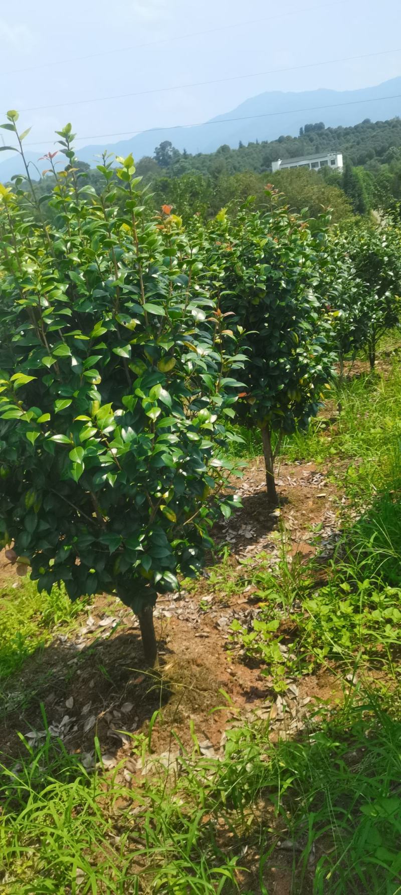 基地大量供应茶花，精品茶花，大小规格齐全