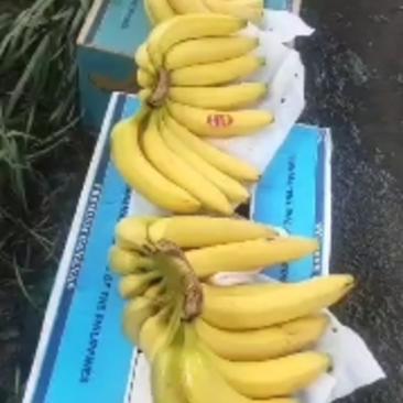 菲律宾进口香蕉，常年大量有货，需要的联系我哦！