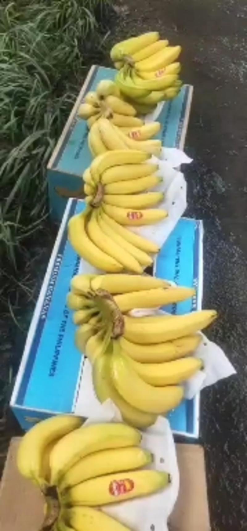 菲律宾进口香蕉，常年大量有货，需要的联系我哦！