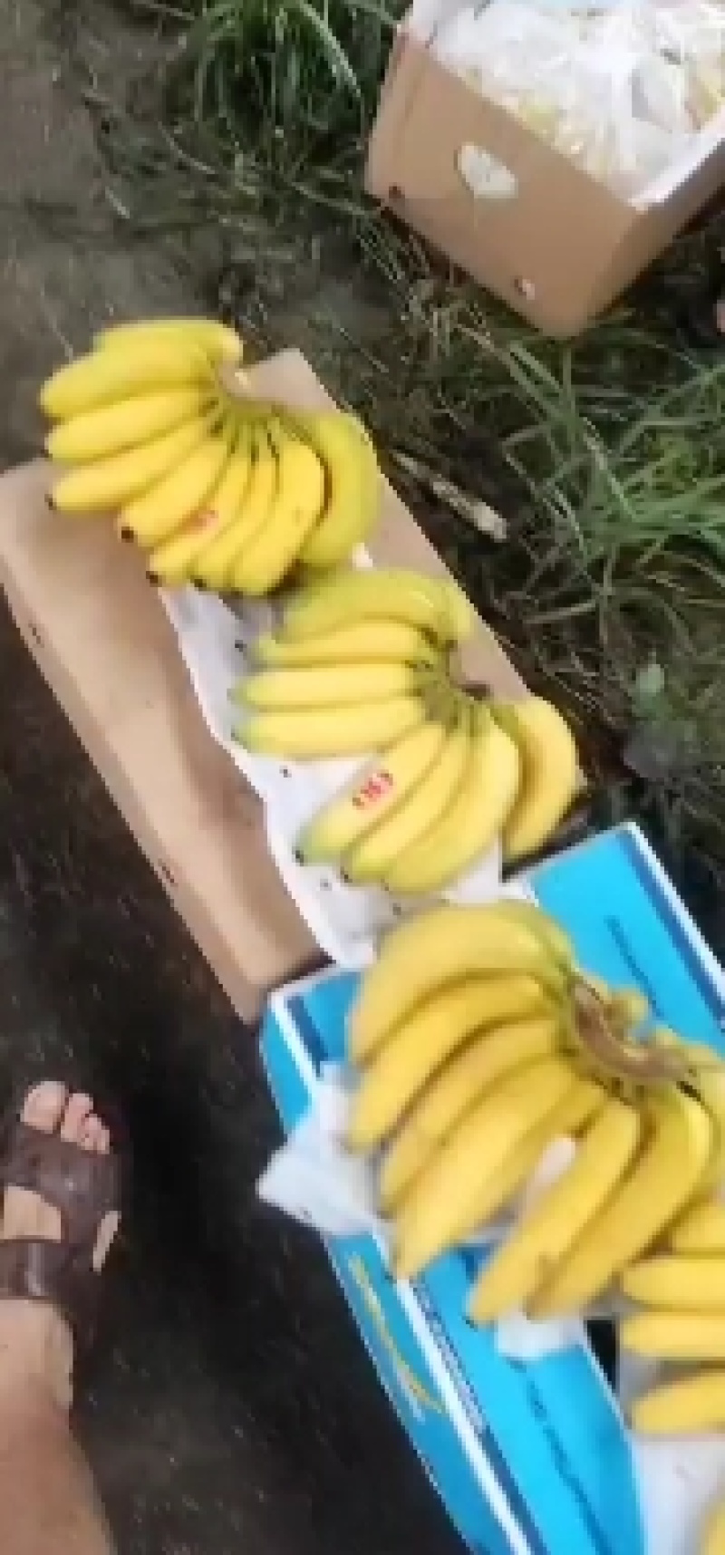 菲律宾进口香蕉，常年大量有货，需要的联系我哦！