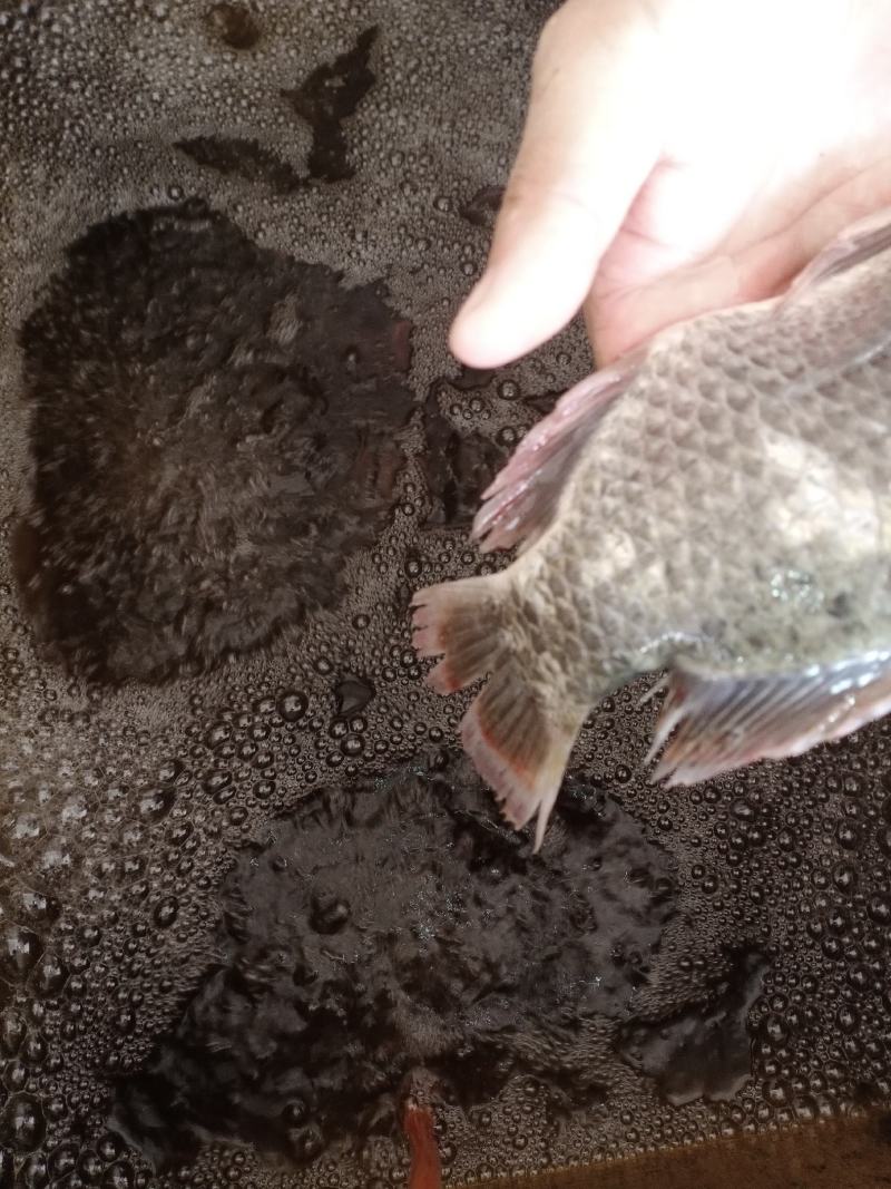 河罗非