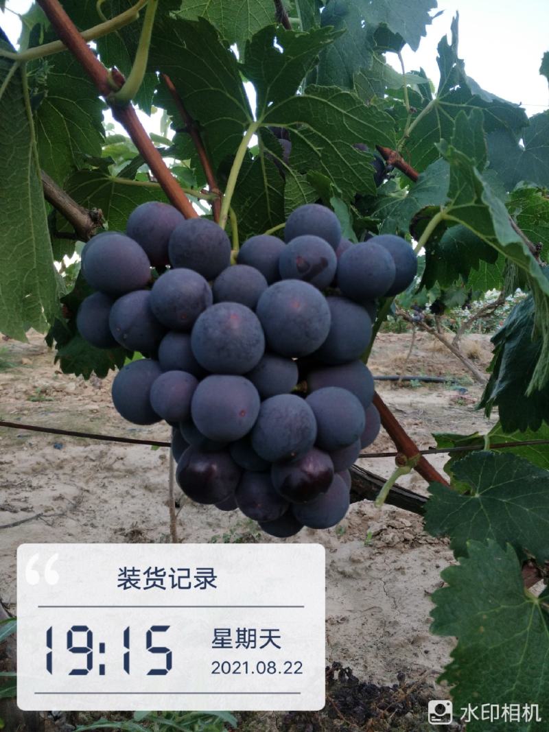 巨峰葡萄