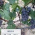 巨峰葡萄