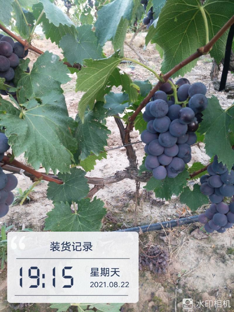 巨峰葡萄
