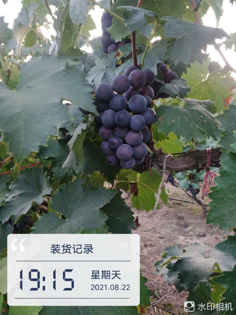巨峰葡萄