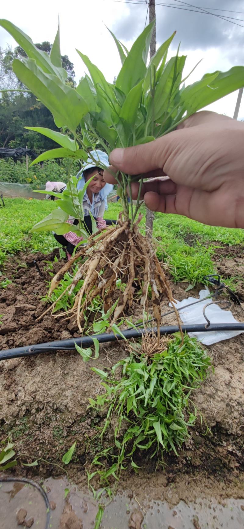 百部苗云南红花，白花对叶大百部优质种苗