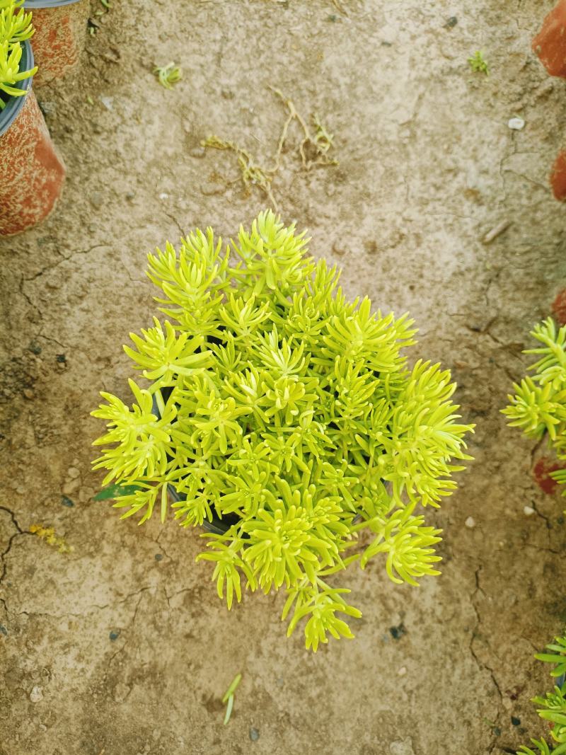 金叶佛甲草佛甲草草坪绿化屋顶绿化绿化**