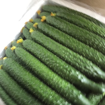 精品黑黄瓜