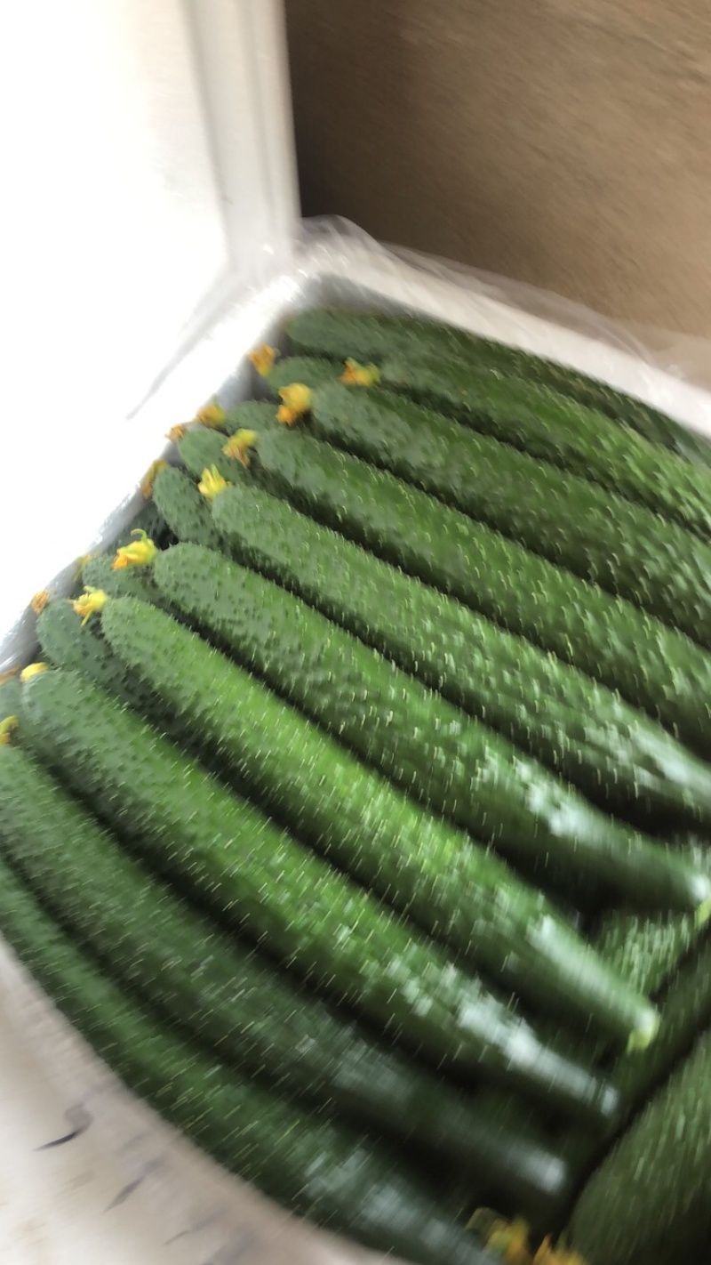精品黑黄瓜