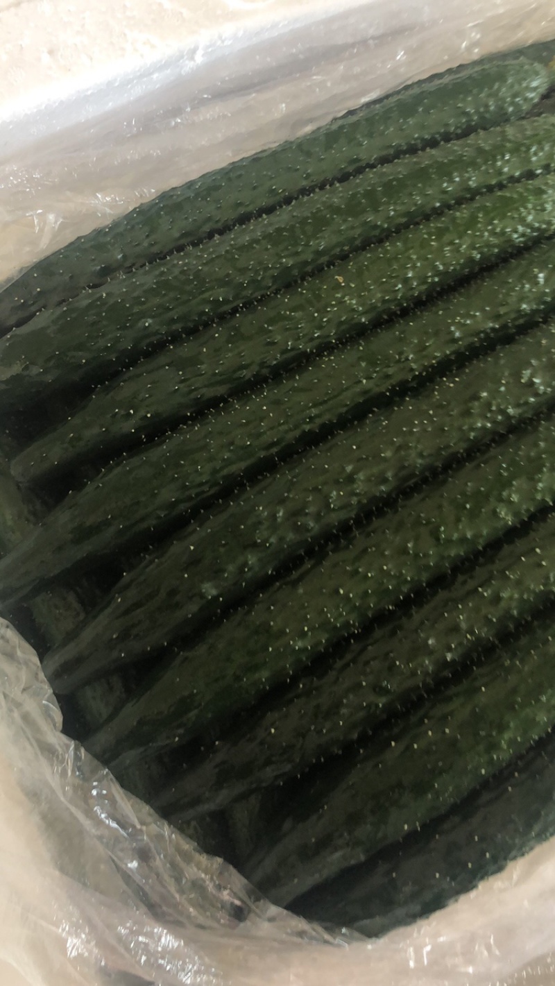 精品黑黄瓜
