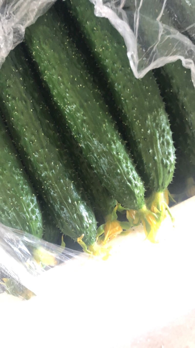 精品黑黄瓜