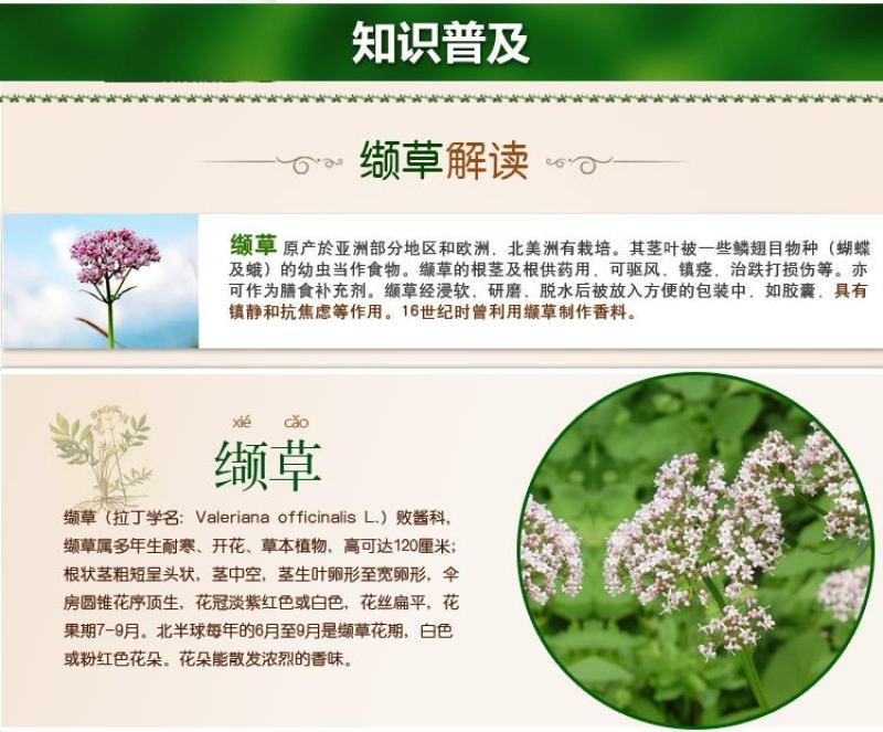 缬草油满山香油供应缬草精油库存量大够你卖几年的缬草精油