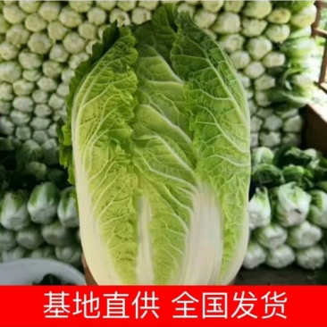 《热》大白菜！万亩高山旱地大白菜欢迎全国各地老板发货