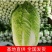 《热》大白菜！万亩高山旱地大白菜欢迎全国各地老板发货