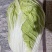 《热》大白菜！万亩高山旱地大白菜欢迎全国各地老板发货