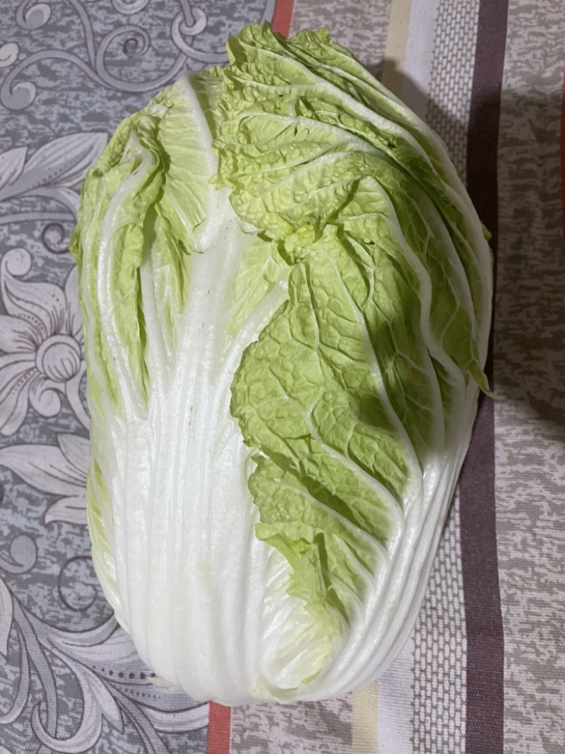《热》大白菜！万亩高山旱地大白菜欢迎全国各地老板发货