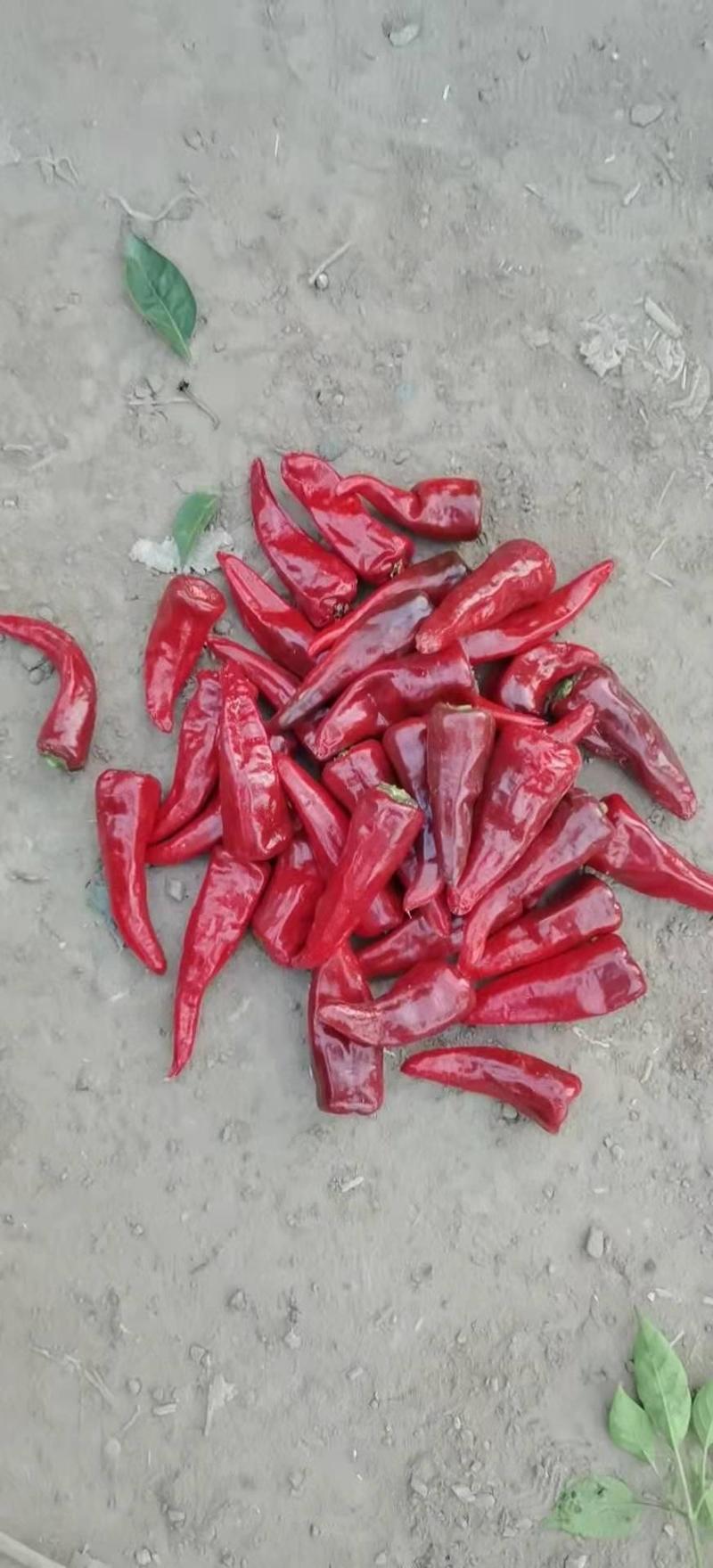 山西忻州北京红鲜辣椒大量上市基地货直供量大从优价格美丽