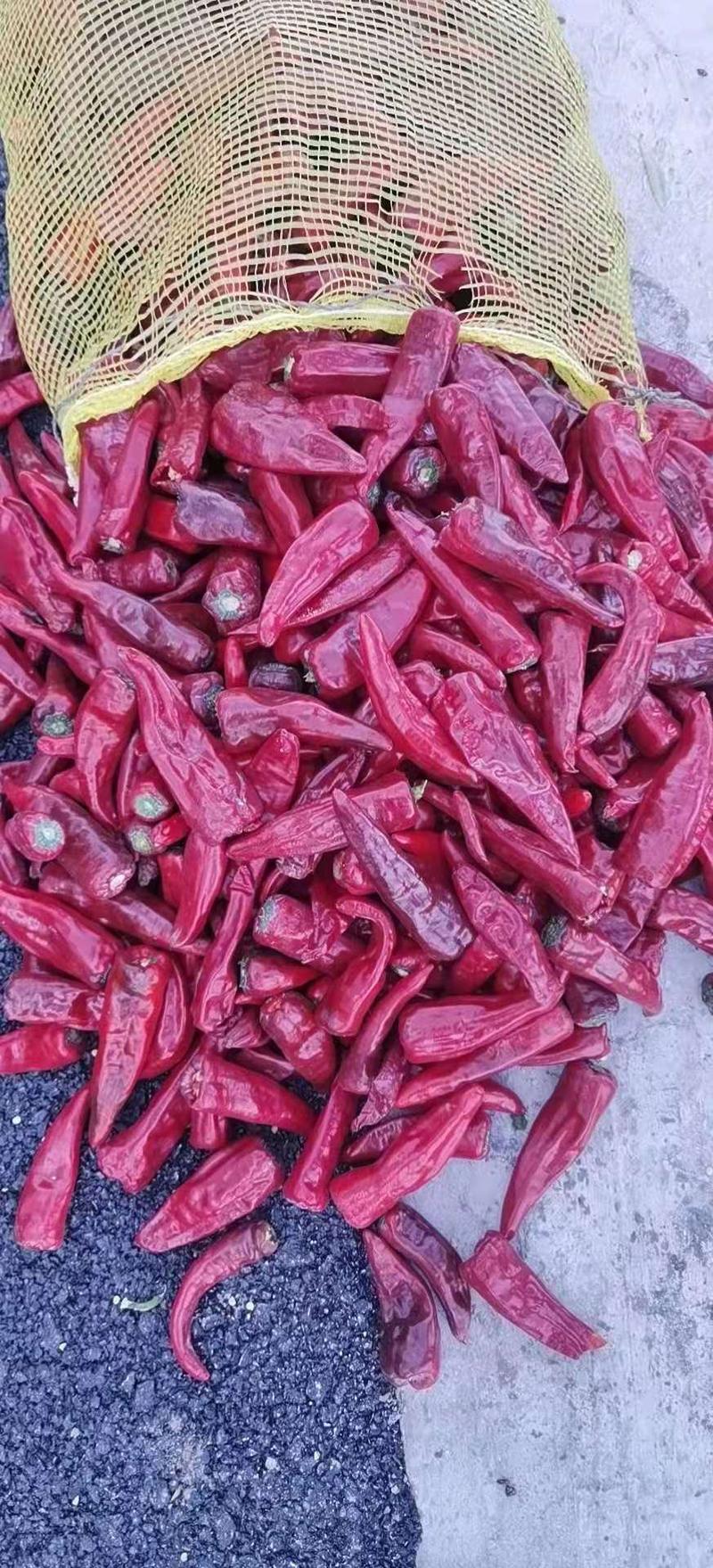 山西忻州北京红鲜辣椒大量上市基地货直供量大从优价格美丽