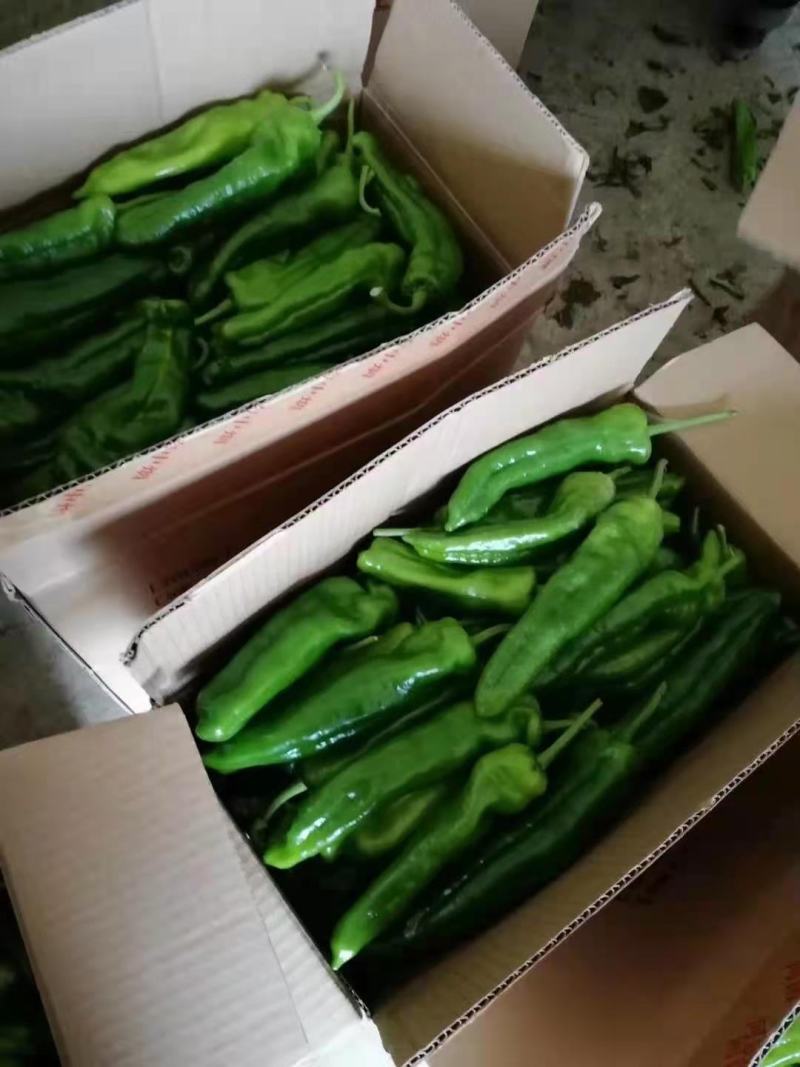 【量大价优】夏邑泡椒鲜辣椒随来随装有设备工人场地备货快运费低