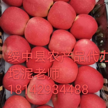辽宁绥中全红旮旯嘎啦苹果产地直供货源充足，专业代办