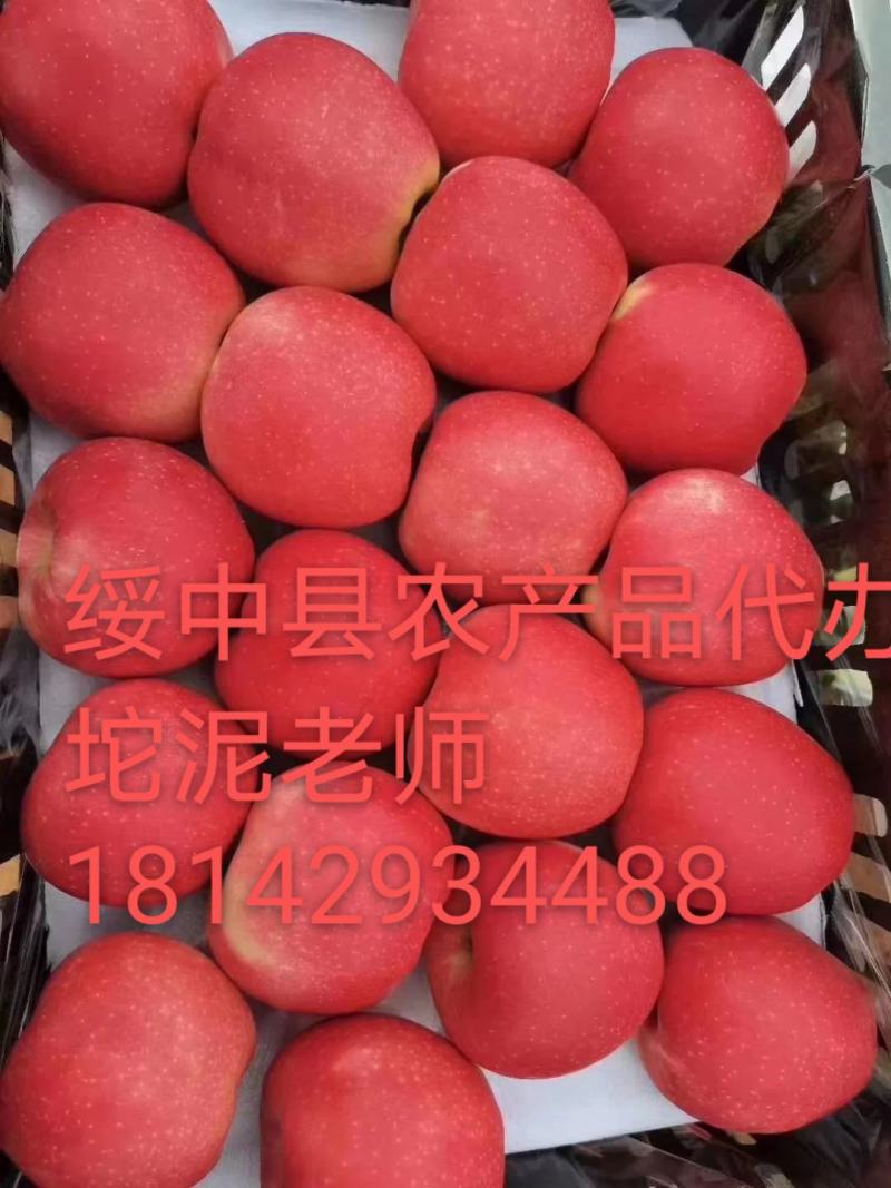 辽宁绥中全红旮旯嘎啦苹果产地直供货源充足，专业代办