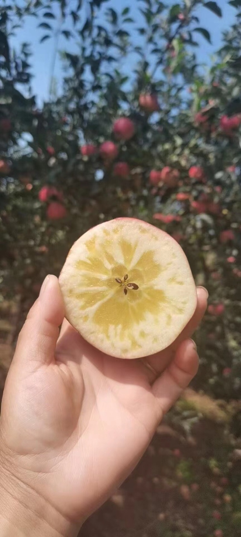 【好货】红露丑苹果云南昭通冰糖心苹果一件代发【产地代办】
