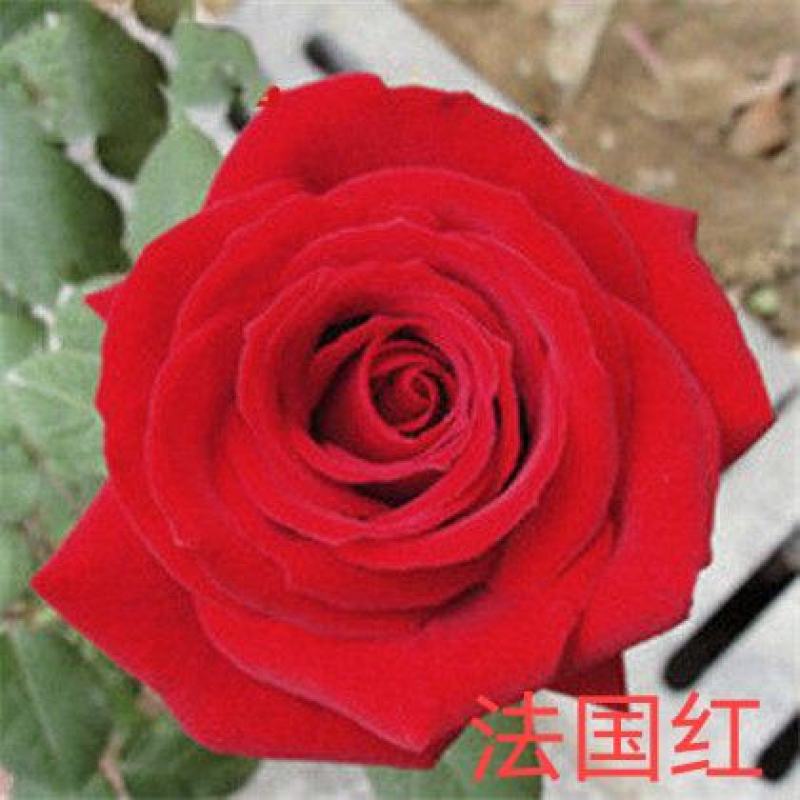 50棵顺丰包邮云南昆明月季花苗裸根扦插苗盆栽苗各色系玫瑰
