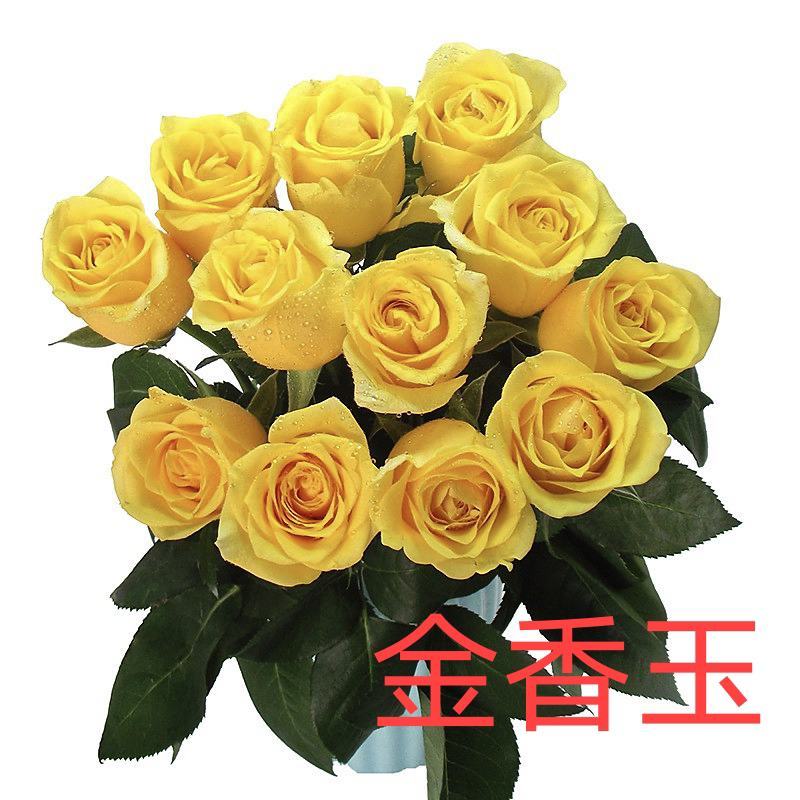 50棵顺丰包邮云南昆明月季花苗裸根扦插苗盆栽苗各色系玫瑰