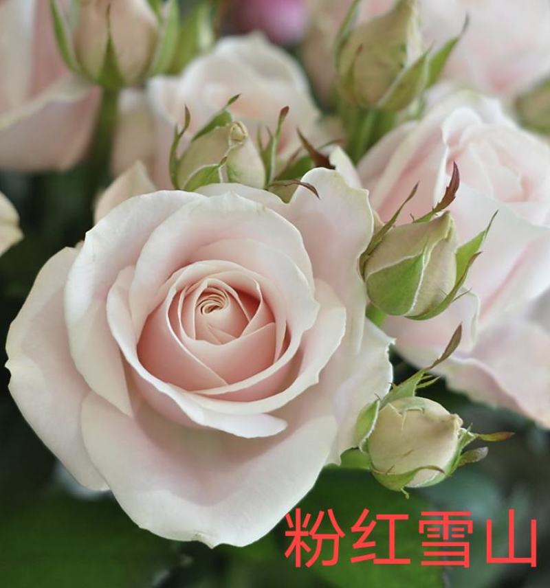 50棵顺丰包邮云南昆明月季花苗裸根扦插苗盆栽苗各色系玫瑰