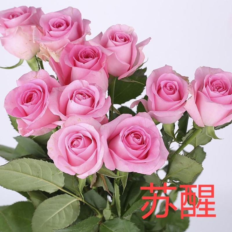 50棵顺丰包邮云南昆明月季花苗裸根扦插苗盆栽苗各色系玫瑰