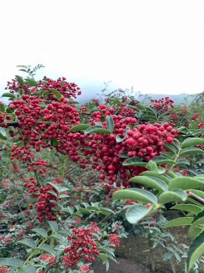 花椒油麻椒油藤椒油鲜货
