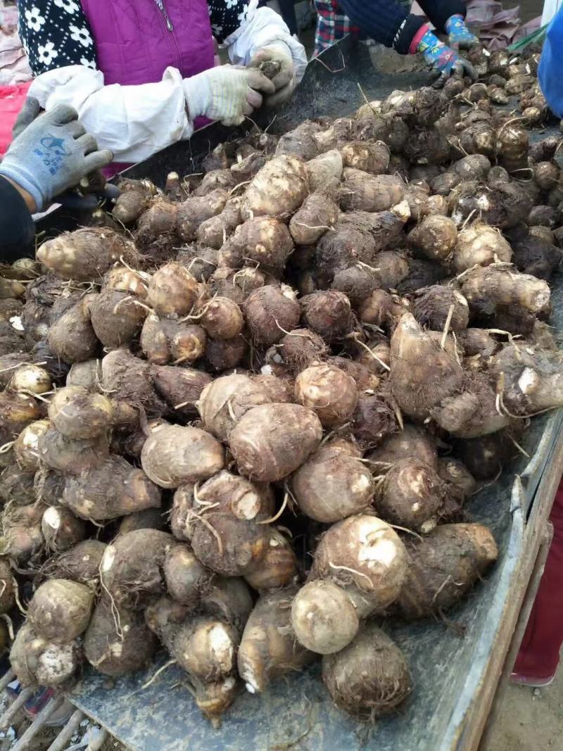 山东芋头/芋头/芋头8520/大芋头/全国发货