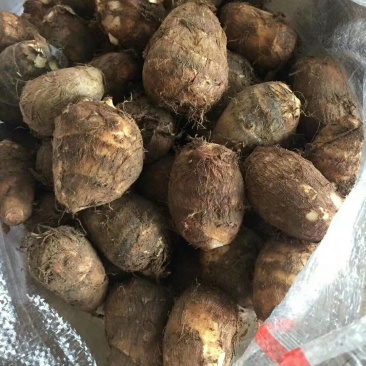 山东芋头/芋头/芋头8520/大芋头/全国发货