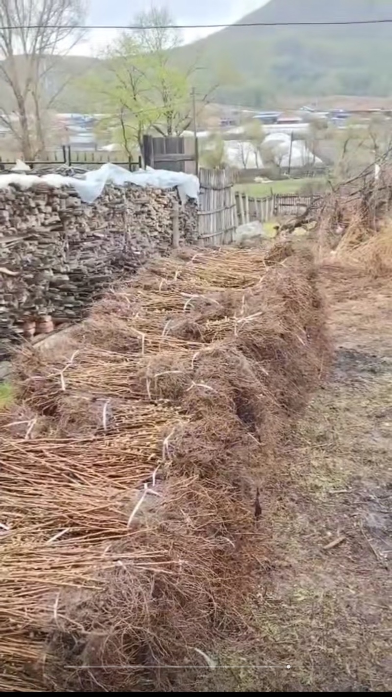 黑加仑树苗树葡萄苗南北方种植黑加仑树葡萄苗盆栽地栽果树苗