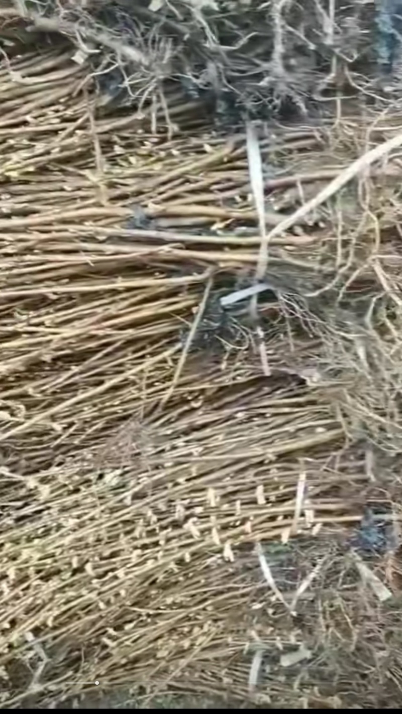 黑加仑树苗树葡萄苗南北方种植黑加仑树葡萄苗盆栽地栽果树苗