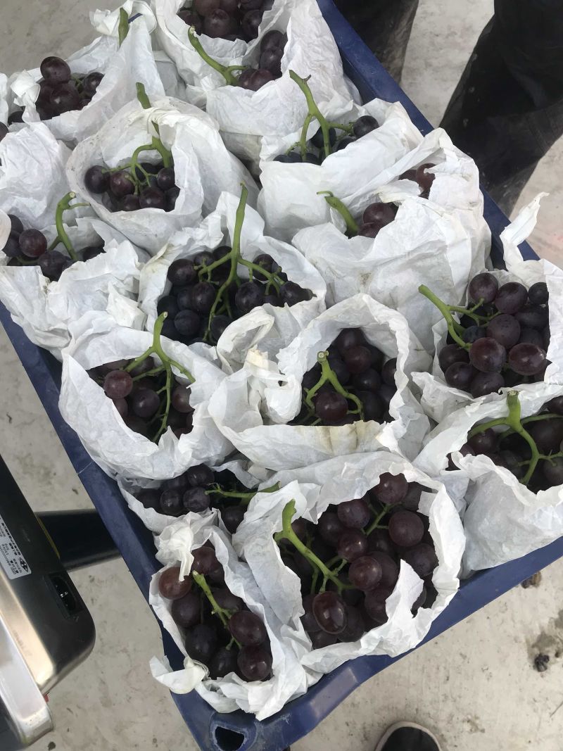 天津茶店玫瑰香葡萄，茶淀玫瑰香葡萄，万亩园林，职业代办！