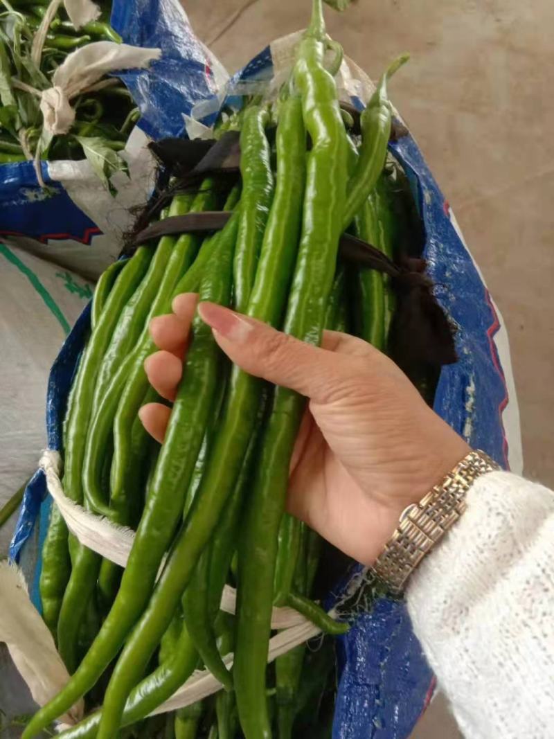 【冰点价】商丘精品鲜辣椒线椒细长条硬度好现场挑货满意为止