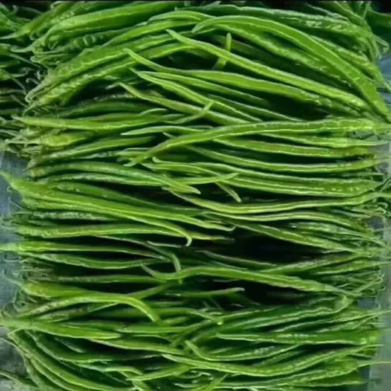 【冰点价】商丘精品鲜辣椒线椒细长条硬度好现场挑货满意为止