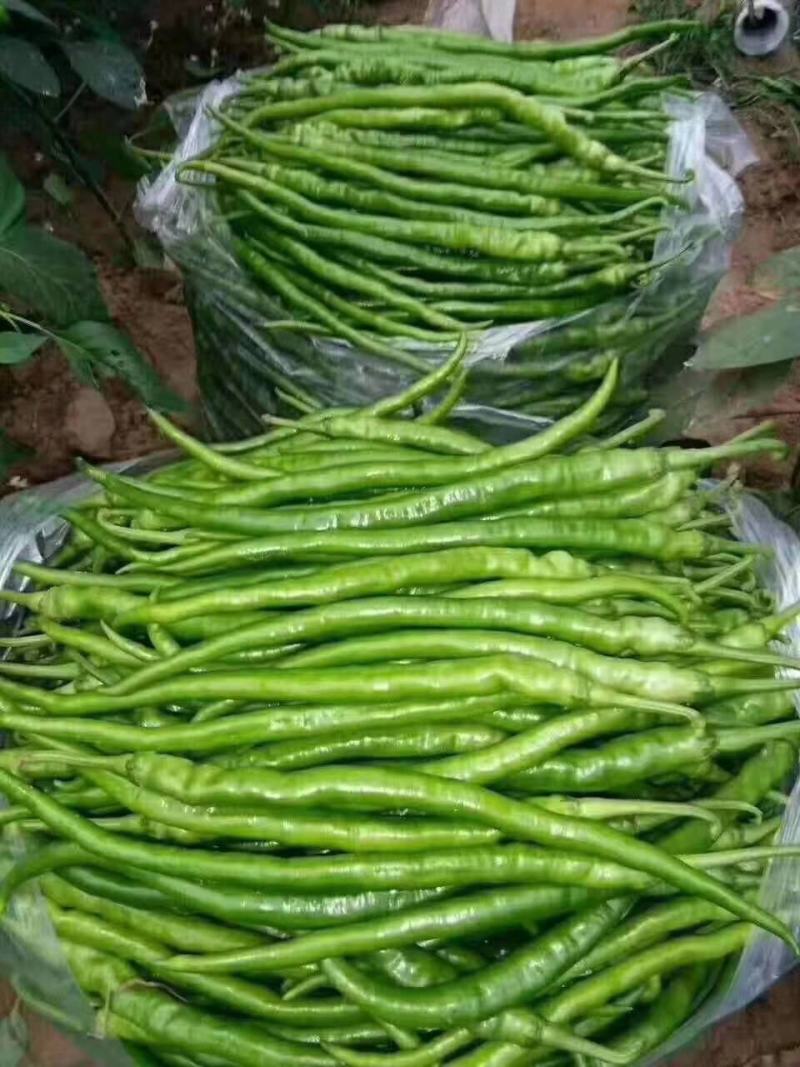 【冰点价】商丘精品鲜辣椒线椒细长条硬度好现场挑货满意为止