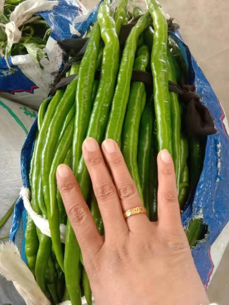 【冰点价】商丘精品鲜辣椒线椒细长条硬度好现场挑货满意为止