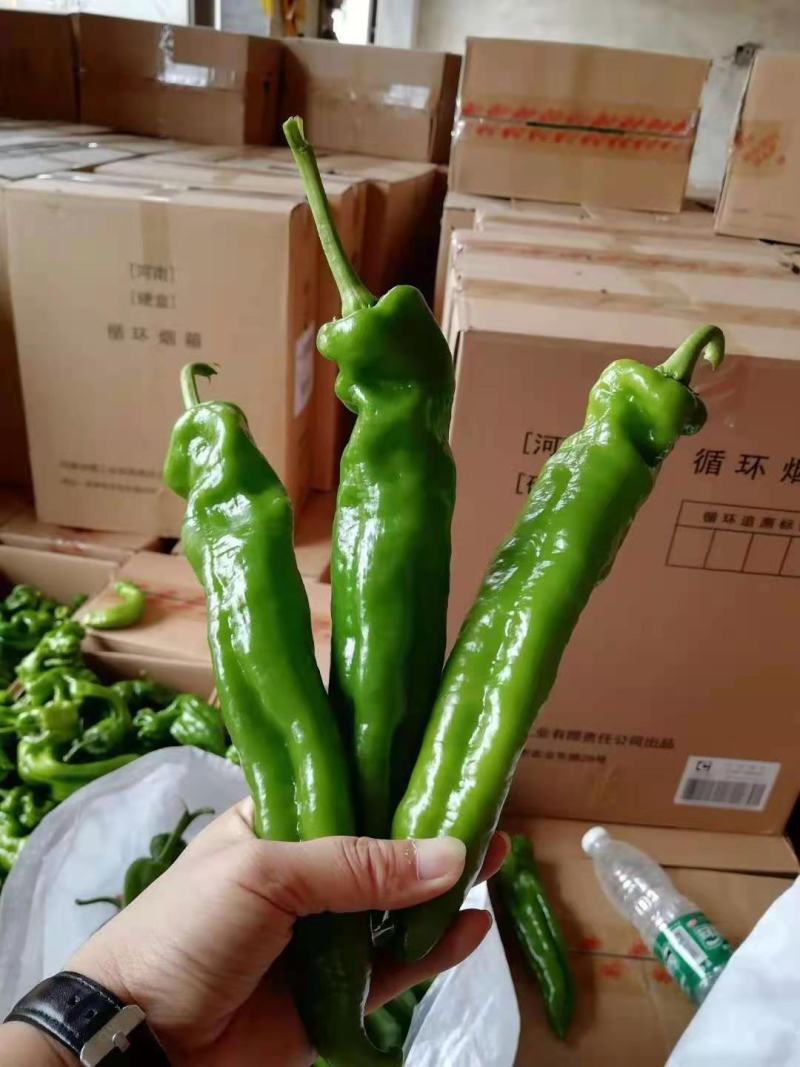 【大长直】夏邑螺丝椒十公分以上皮厚耐运输条形直卖相好接批发