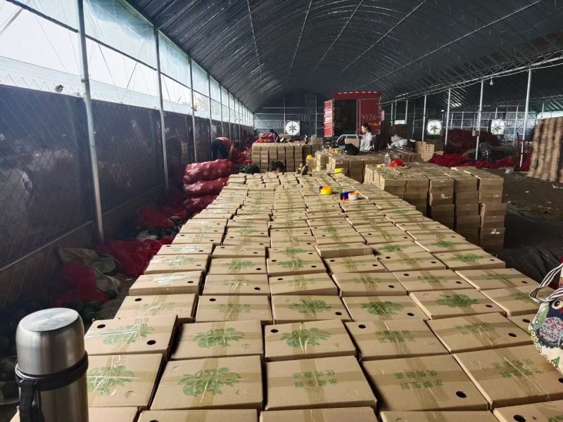 【贝贝南瓜】粉糯香甜宝宝辅食老幼皆宜批发零担一件代发