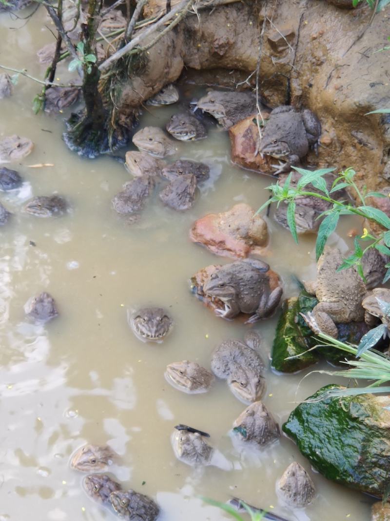 泰蛙泰国虎纹蛙，全程山溪水养殖，蛙群健康