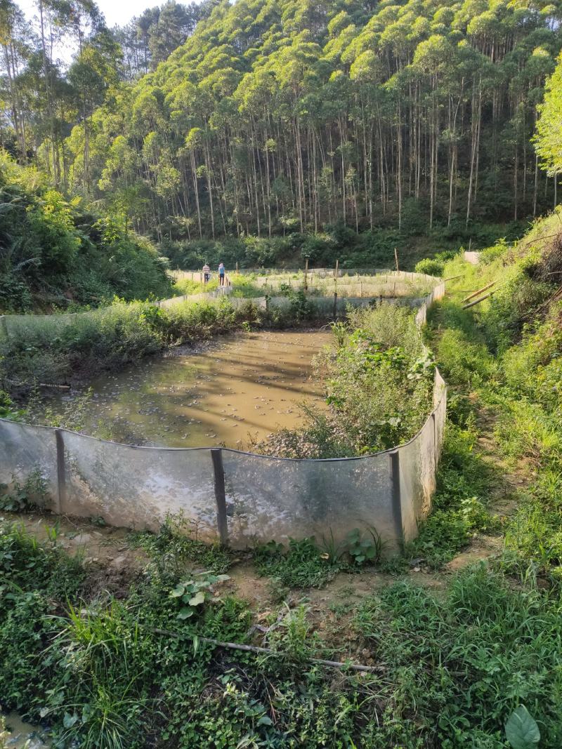 泰蛙泰国虎纹蛙，全程山溪水养殖，蛙群健康