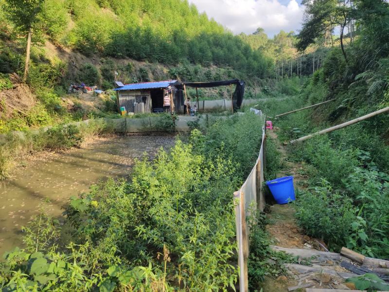 泰蛙泰国虎纹蛙，全程山溪水养殖，蛙群健康