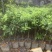 杨梅苗，正种东魁杨梅50-60cm高中杯移植苗