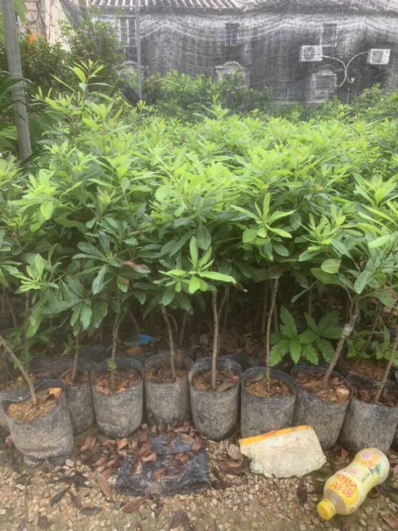 杨梅苗，正种东魁杨梅50-60cm高中杯移植苗