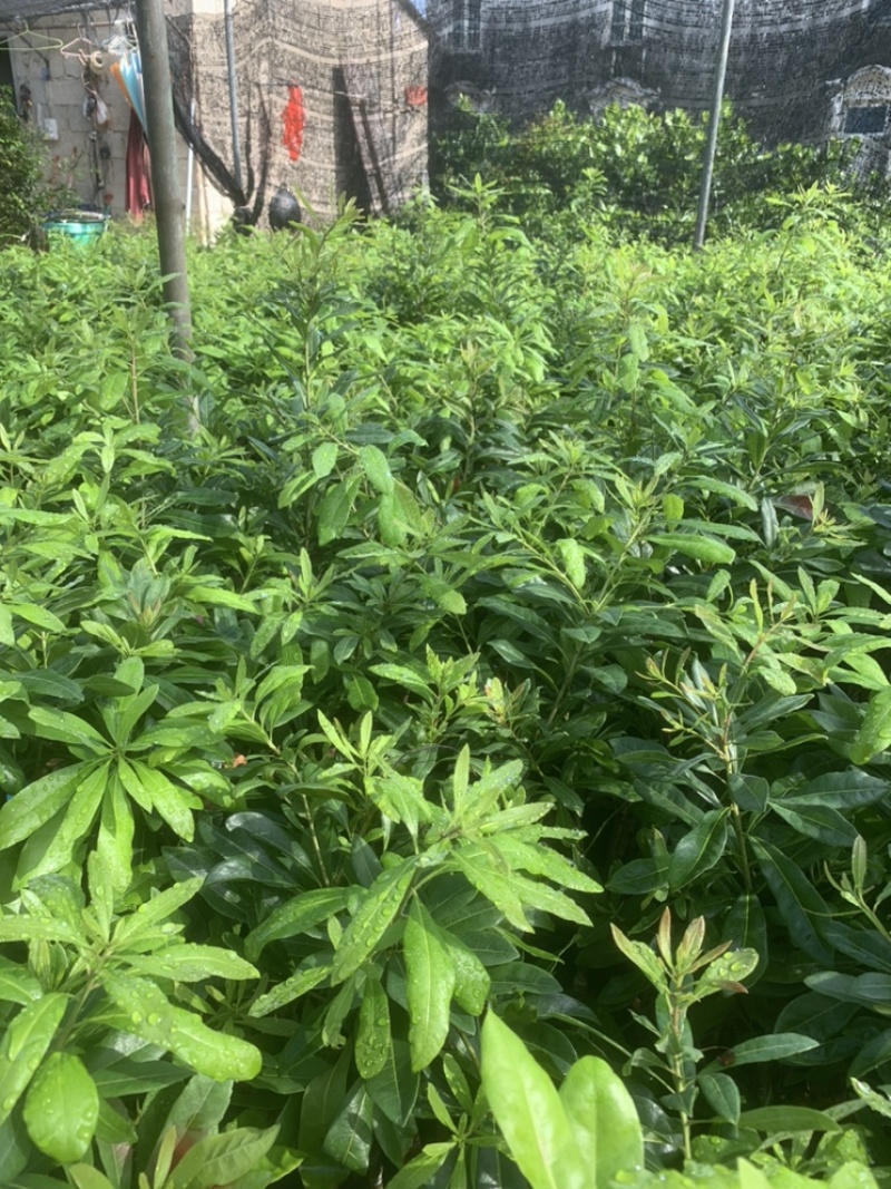 杨梅苗，正种东魁杨梅50-60cm高中杯移植苗